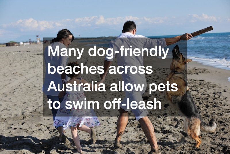 family playing with their pet dog on a beach